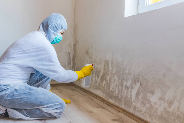 Professional Mold Inspection, Removal & Remediation in Austin, TX